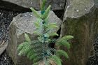 Picea Omorika Pendula Bruns - Serbian Spruce Tree - Pot Size #1 Gal.