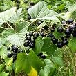 black currant flavor extract