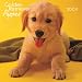 Golden Retriever Puppies 2009 7X7 Mini Wall Calendar