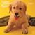 Golden Retriever Puppies 2009 7X7 Mini Wall Calendar