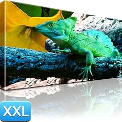 Leguan Reptilien Bild Wand Bilder Tiere XXL 100x55 cm XXL Bilder / Wandbilder / Kunstdruck / Leinwandbild / Pictures on Canvas Besser als Poster !