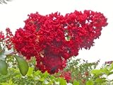 Dynamite Crape Myrtle Plant Five Gallon