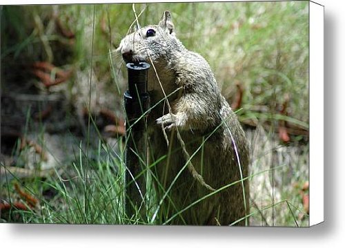 Yosemite Sprinkler Squirrel repair Canvas Print / Canvas Art - Artist LeeAnn McLane-Goetz