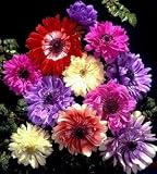 St.Brigid Anemone Windflowers 10 Bulbs - Double Flowers