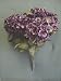 Tanday Eggplant-Purple-Violet (#73015) Realistic Look Luxury Satin Hydrangea Flower Bush 23