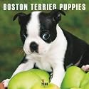 Boston Terrier Puppies 2009 Square Wall Calendar