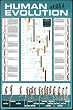 (24x36) Human Evolution (Educational Chart) Art Poster Print