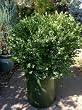 Japanese Boxwood "Wintergem", Seven Gallon Container by Monrovia Growers