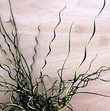 Unicorn Plant - Juncus effusus 'Spiralis' - Indoors/Out