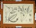 Antique Print C1800-1870 Maranta Manihot Plants Nature