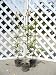 キンモクセイ 0.3m: 【キンモクセイ】<BR>学名:Osmanthus fragrans var. aurantiacus<BR>モクセイ科モクセイ属<BR>常緑高木<BR><BR>【商品情報】<BR>綺麗な緑が特徴で生垣によく使われる樹種です。幹が幾つかに分かれて多く分岐して丸...