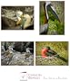 Birds of Galapagos: Fine Art Photography Greeting Note Cards, set of 12.