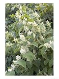 Japanese Knotweed, Flowering Photographic Poster Print by Kidd Geoff, 30x40