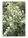 Japanese Knotweed, Flowering Photographic Poster Print by Kidd Geoff, 48x64