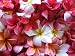 10 Frangipani MIXED PLUMERIA Rubra Lei Flower Seeds *Comb S/H