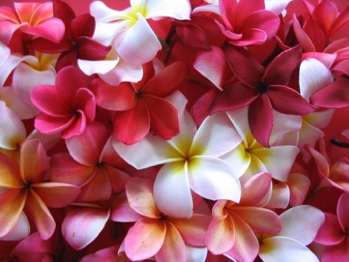 10 Frangipani MIXED PLUMERIA Rubra Lei Flower Seeds *Comb S/H 10 Frangipani MIXED PLUMERIA Rubra Lei Flower Seeds *Comb S/H