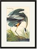 Black Framed/Matted Print 17x23, Great Blue Heron