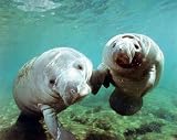 Manatee 16 x 20 Animals Art Print Posters