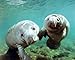Manatee 16 x 20 Animals Art Print Posters