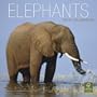 Elephants 2010 Square Wall (Multilingual Edition)