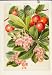 Arbutus Unedo Flower Plant Shrub Antique Print Color