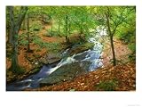 River in Autumn Woodland, Ireland Photographic Poster Print by David Boag, 48x36