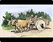 Mouse Mats of Spanish familys ox-cart, California, 1800s from North Wind Picture Archives