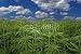 Wallmonkeys Peel and Stick Wall Decals - Cannabis Hanf Feld - Removable Graphic