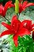Asiatic Lilies - 24