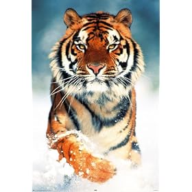 HUGE LAMINATED / ENCAPSULATED Amazing Animals Wildlife Nature Bengal Tiger Snow POSTER measures 36 x 24 inches (91.5 x 61cm)