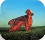 Irish Setter Computer Mousepad for Dog Lovers