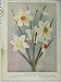 Three Narcissi 1910 Yellow White Flowers Green Leaves