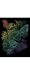 Rainbow Engraving Butterflies