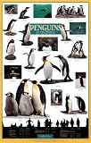 Penguins of the World Poster Print, 24x36