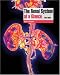 The Renal System at a Glance