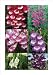 Penstemon Mixed Pack Perennial Plug Plants