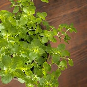 Oregano Herb - 500 Seeds + *Free Seeds*