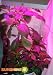 All Products : Sunshine Systems LEDGP14 LED Grow Light 14WT