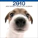 terrier26 - Jack Russell Terrier Dog by THE DOG Artlist