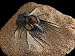 Trilobite Fossil from Morroco, Dicranurus Species, Devonian Era, Arlington, Massachusetts, USA Photographic Poster Print by Darlyne A. Murawski, 16x12