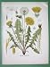 DANDELION Taraxacum Officinale Yellow Flower - SUPERB Antique Botanical Print Color Lithograph