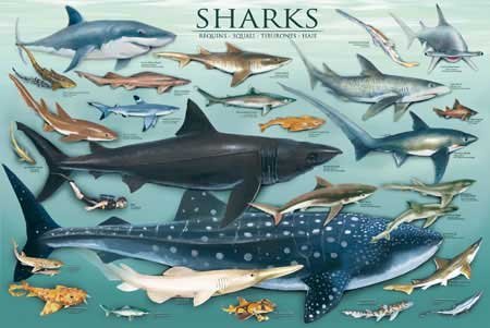 Sharks Poster