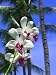 Orchids and Palm Trees - 24