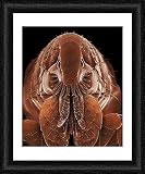 Framed Print of LRDS-54 Cat Flea from Ardea