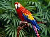 Rainforest Romp
