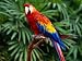 Rainforest Romp