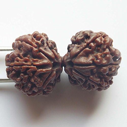 10 Mukhi Gauri Shankar Rudraksha NEPAL Certified 36.82mm | COLLECTOR 6.18gms Nepali Rudraksh Bead