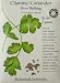 Cilantro Certified Organic Heirloom Seeds 200 Seeds