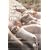 Applied Nutrition for Young Pigs (Cabi Publishing)