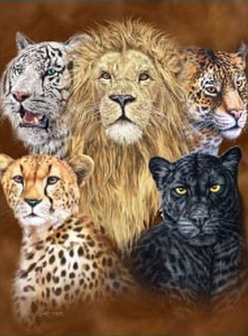 Gardner 5 Big Cats Mink Plush Blanket Queen Size - Signature Collection - (One Size 79 x 95)